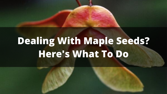 Dealing With Maple Seeds  Heres What To Do 